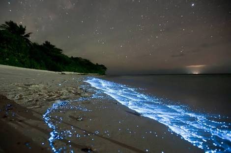 Fluorescence On Beach