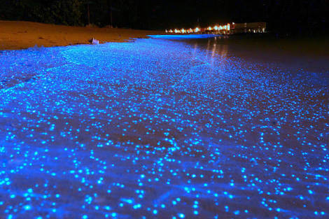 Fluorescence On Beach